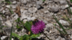 Bombus hypnorum