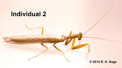 Orthoderella