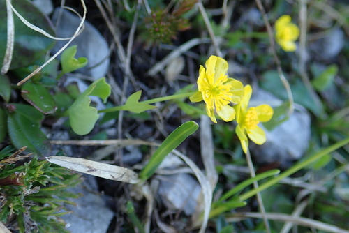 Image of Ranunculus hybridus by (c) Christian Berg, some rights reserved (CC BY)