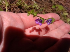Triodanis perfoliata