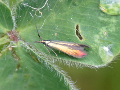 Coleophora mayrella