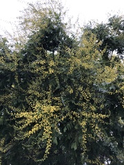 Koelreuteria paniculata