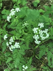 Anthriscus sylvestris