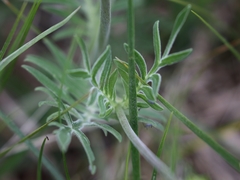 Scabiosa canescens