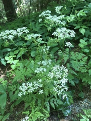 Anthriscus sylvestris