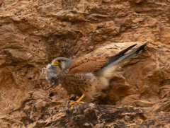 Falco tinnunculus