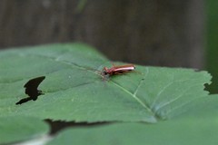 Dendroides ephemeroides