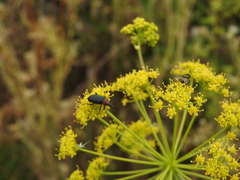 Heliotaurus ruficollis