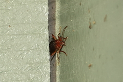 Dendroides ephemeroides