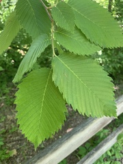 Ulmus