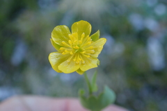 Ranunculus hybridus