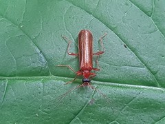 Dendroides ephemeroides