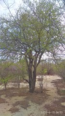 Leuenbergeria guamacho