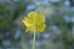 Ranunculus hybridus