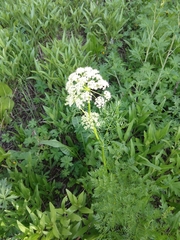 Ligusticum