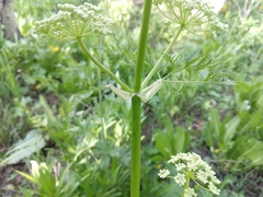 Ligusticum