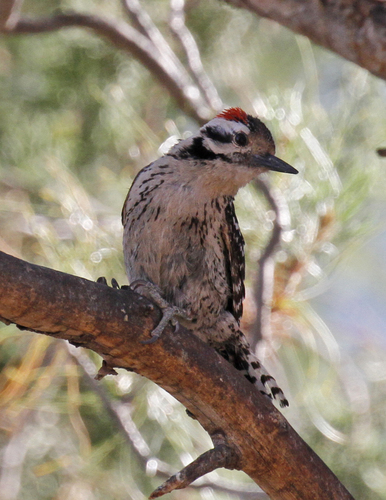 Ladder-backed Woodpecker, photo 7 of 9