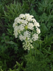 Ligusticum