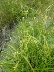 Carex lonchocarpa
