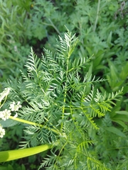 Ligusticum