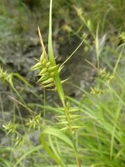 Carex lonchocarpa