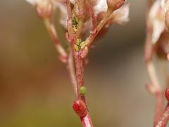 Nasonovia dasyphylli