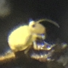 Sminthurinus henshawi