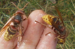 Vespa crabro germana