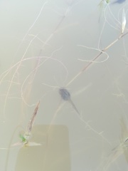 Bufotes viridis viridis