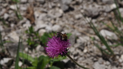 Bombus hypnorum