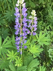 Lupinus polyphyllus