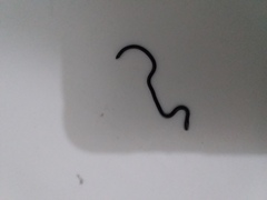 Indotyphlops braminus