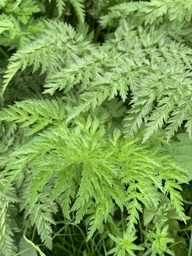 Krūminis builis nuotrauka