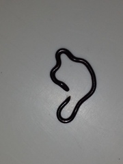 Indotyphlops braminus