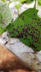 Norvellina chenopodii