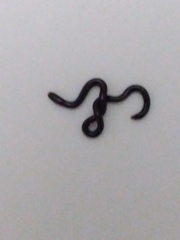 Indotyphlops braminus