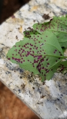 Norvellina chenopodii