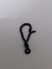 Indotyphlops braminus