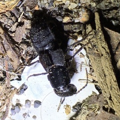 Ocypus nitens