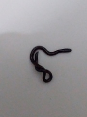 Indotyphlops braminus