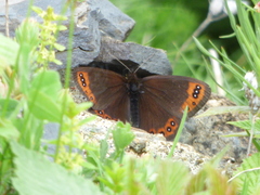 Erebia triarius