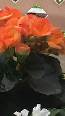 Begonia × tuberhybrida