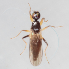 Tachydromiinae