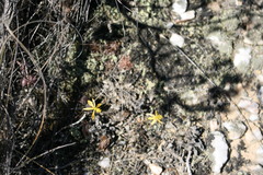 Bulbine mesembryanthemoides