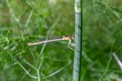 Platycnemis