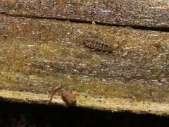 Isotomurus maculatus