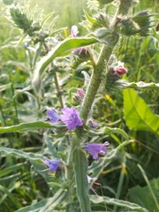 Echium vulgare