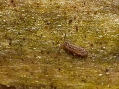 Isotomurus pseudopalustris