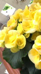 Begonia × tuberhybrida