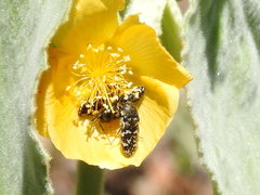 Acmaeodera obtusa